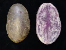Entzia